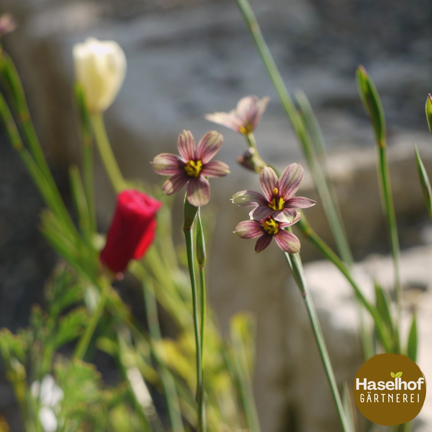 Sisyrinchium 'Quaint and Queer'