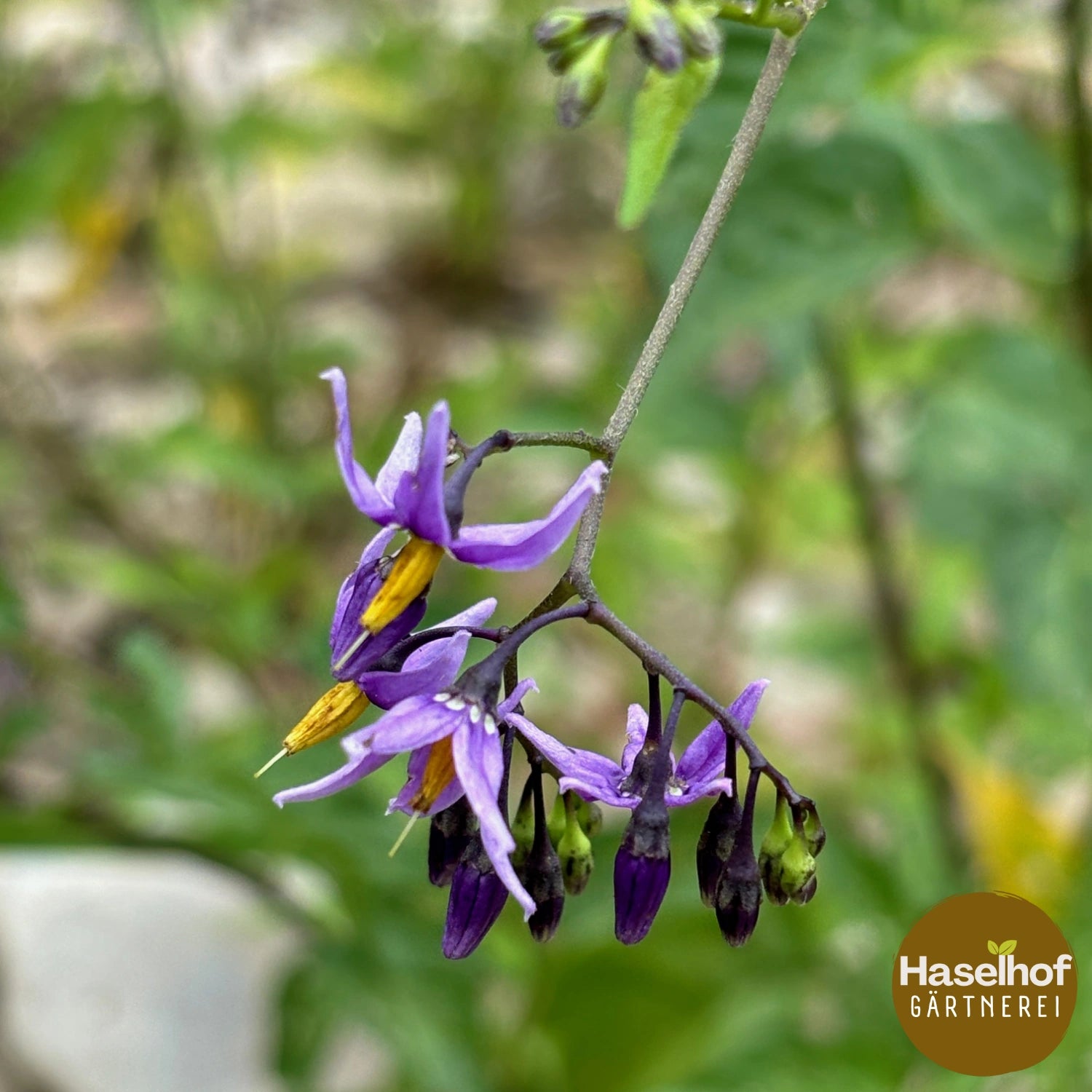 Solanum dulcamara