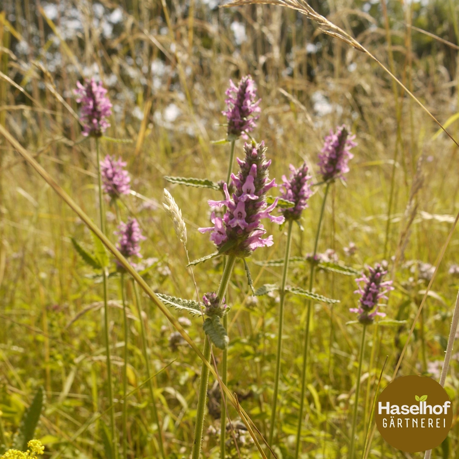Stachys officinalis