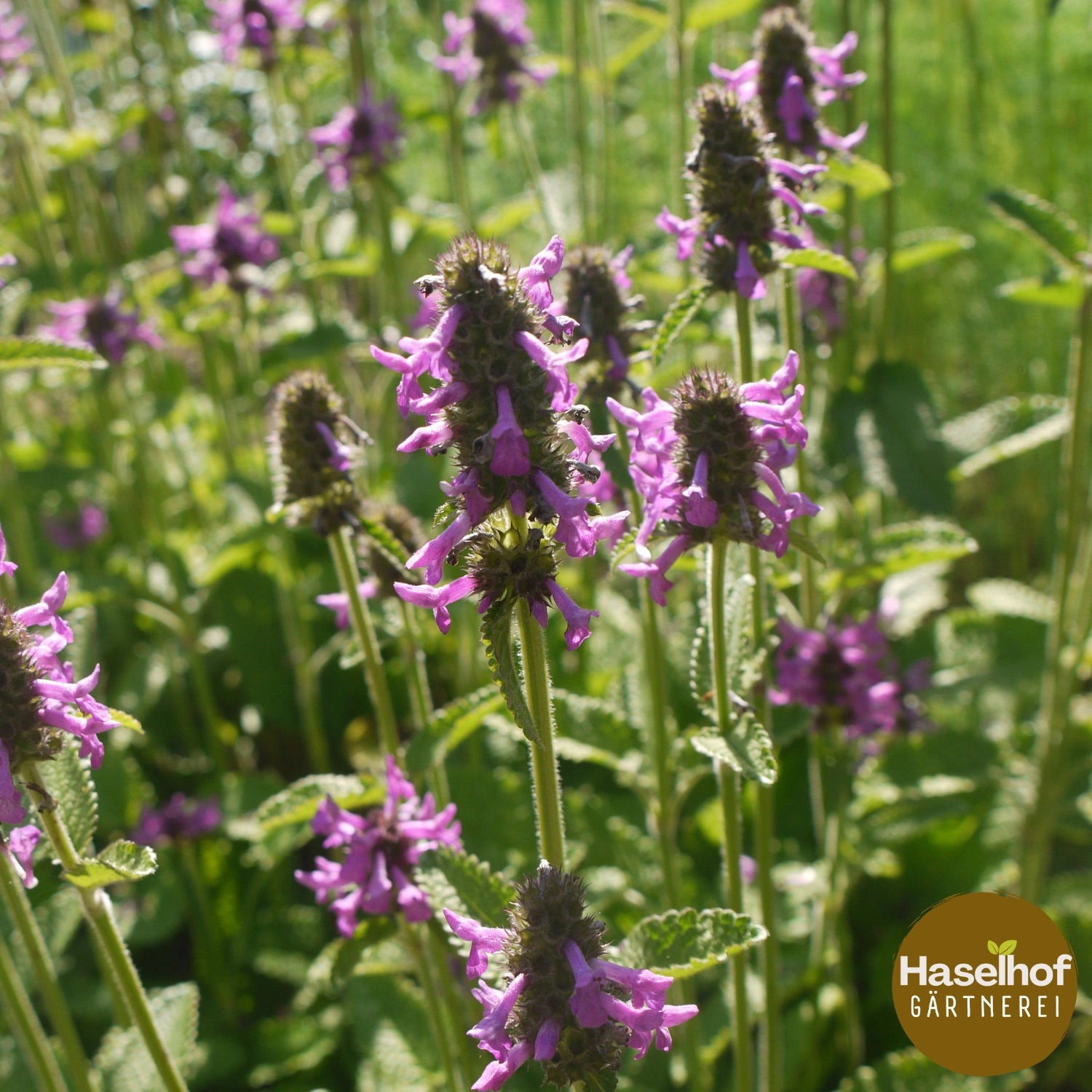 Stachys officinalis