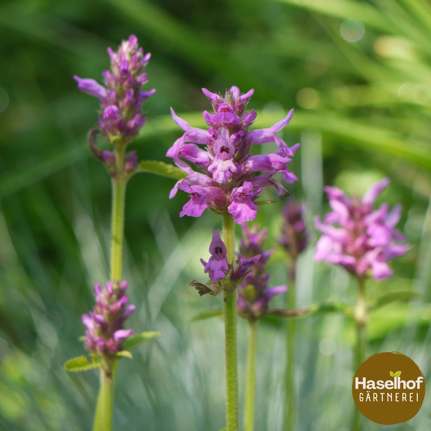 Stachys officinalis