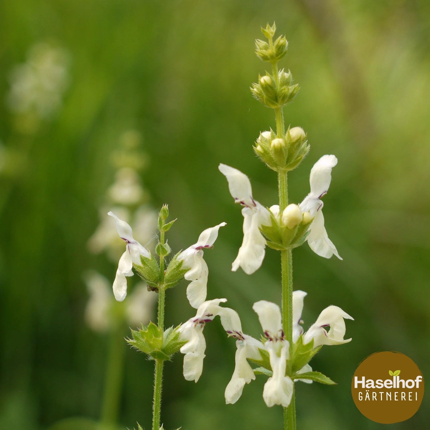 Stachys recta
