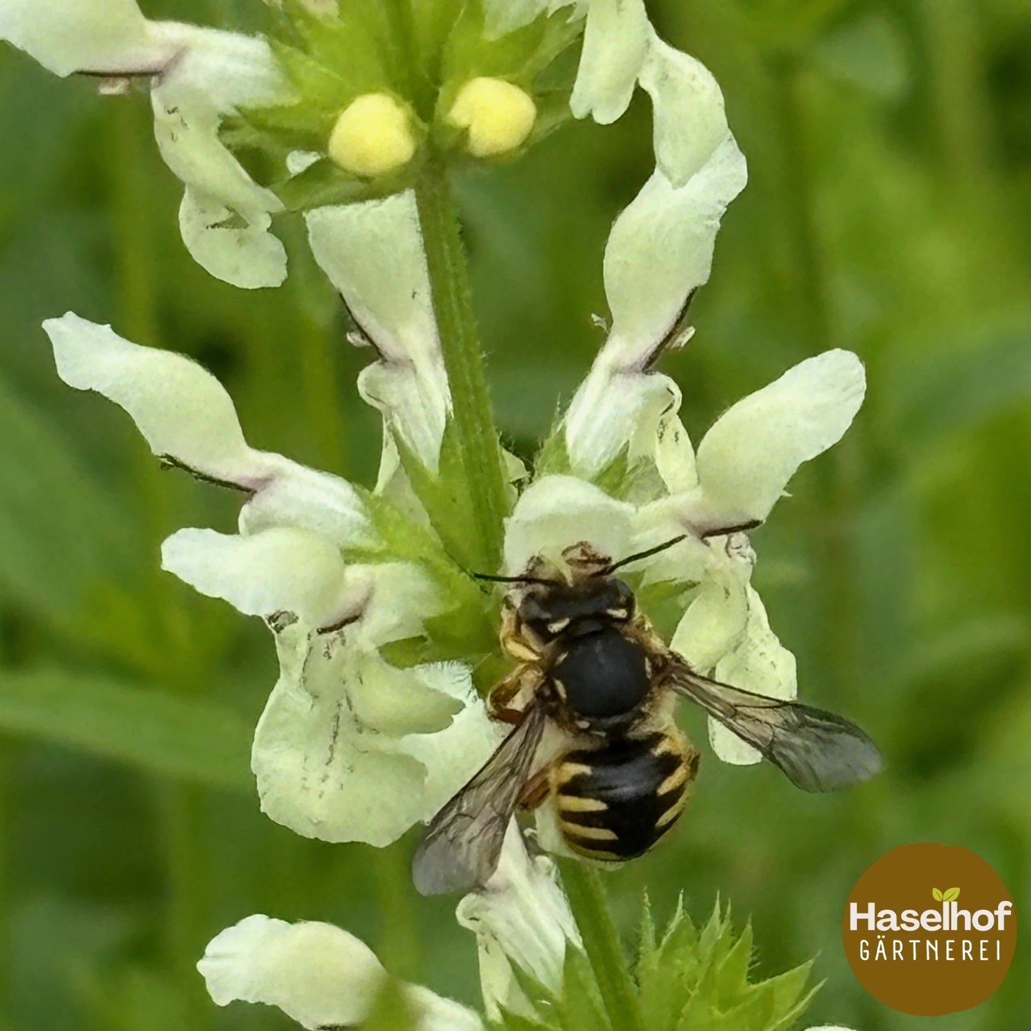 Stachys recta