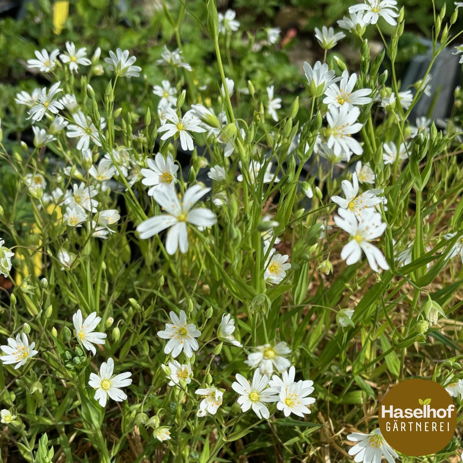 Stellaire holostée