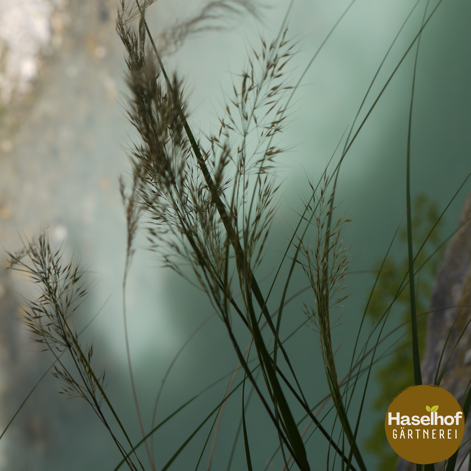 Achnatherum calamagrostis