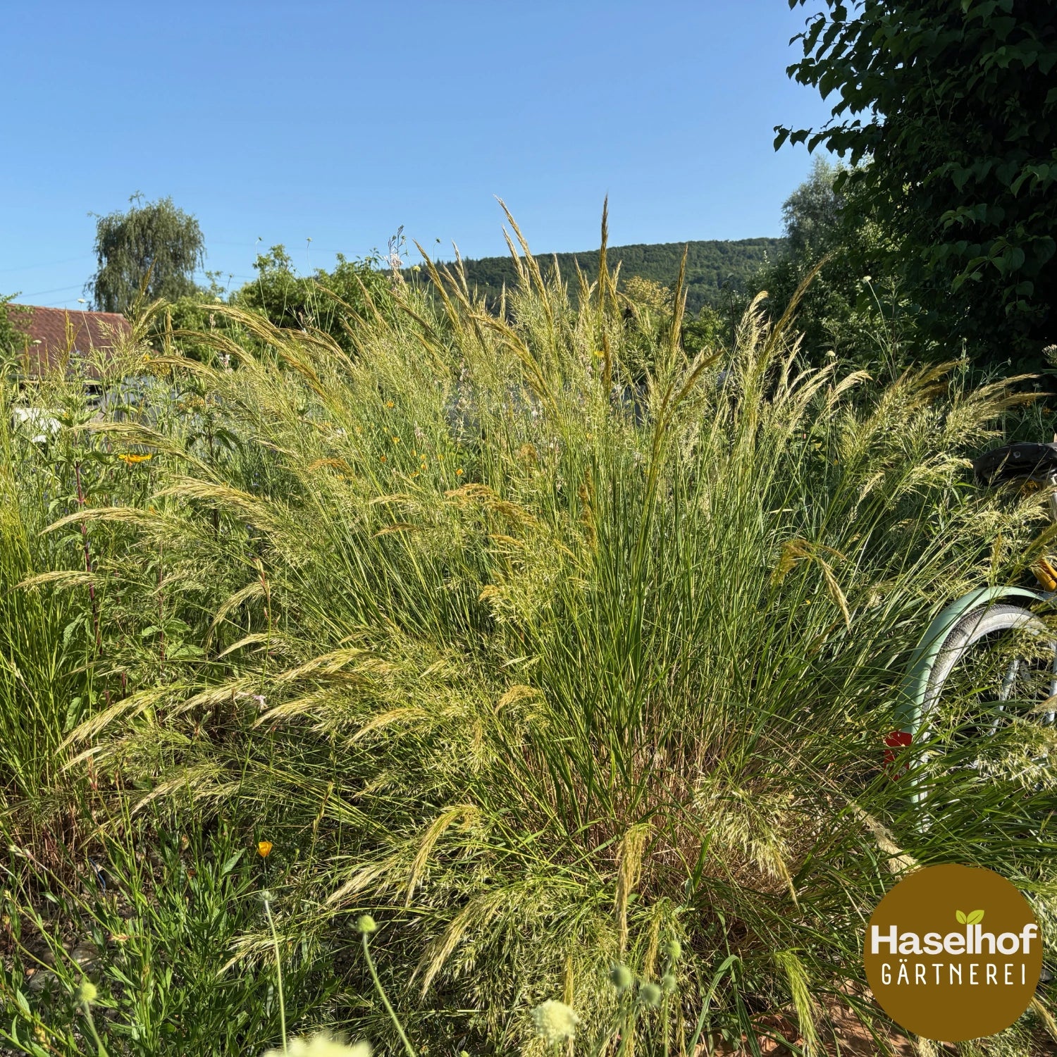 Stipa calamagrostis (Acantherum calamagrostis)