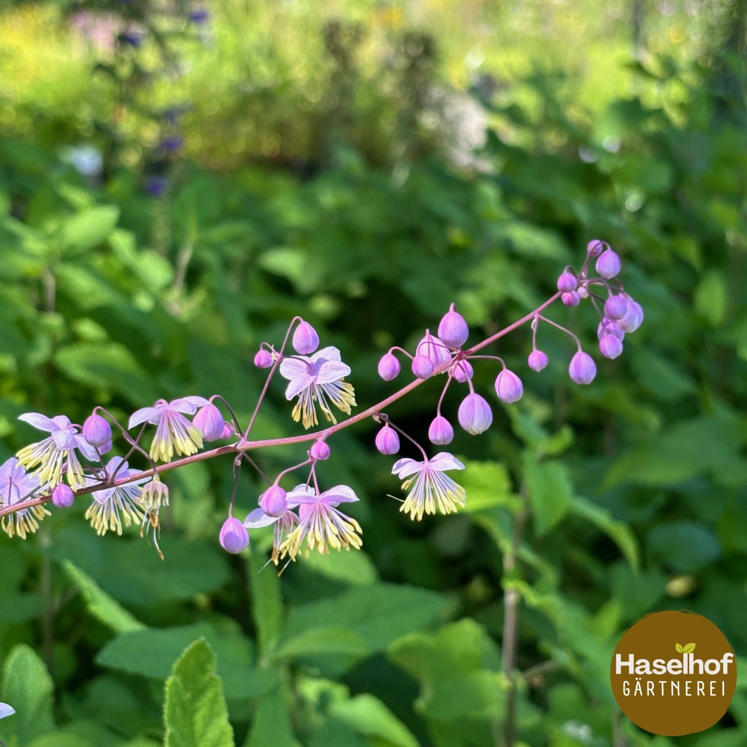 Thalictrum rochebrunianum