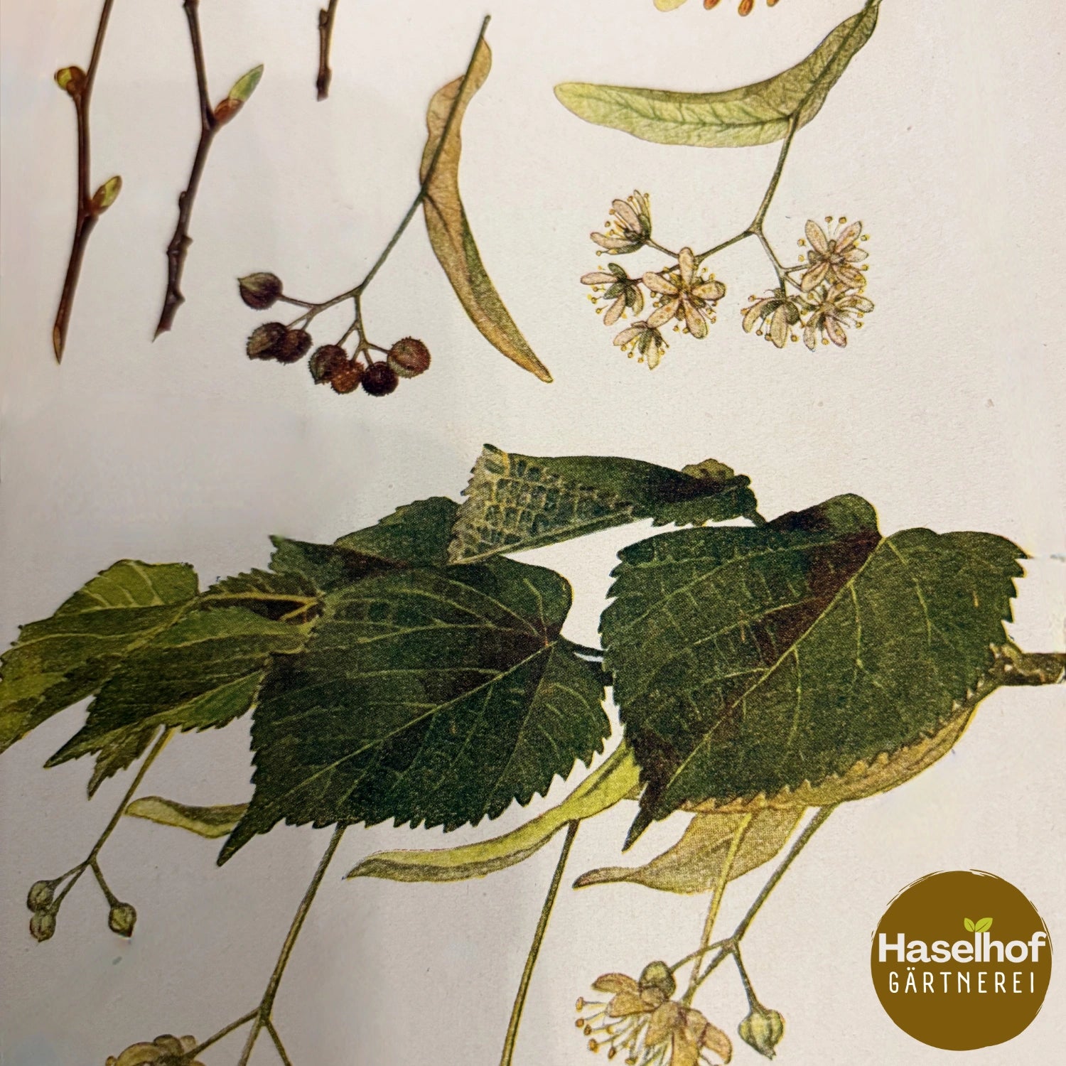 Tilia cordata