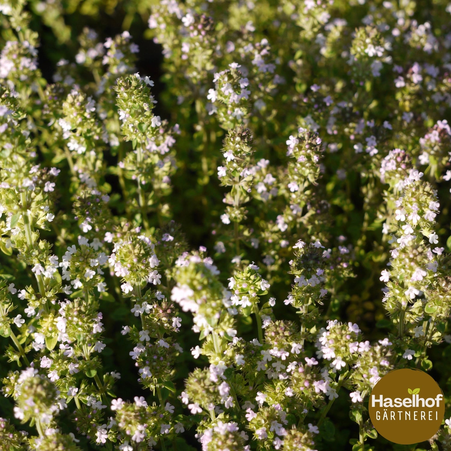 Thymus citriodorus