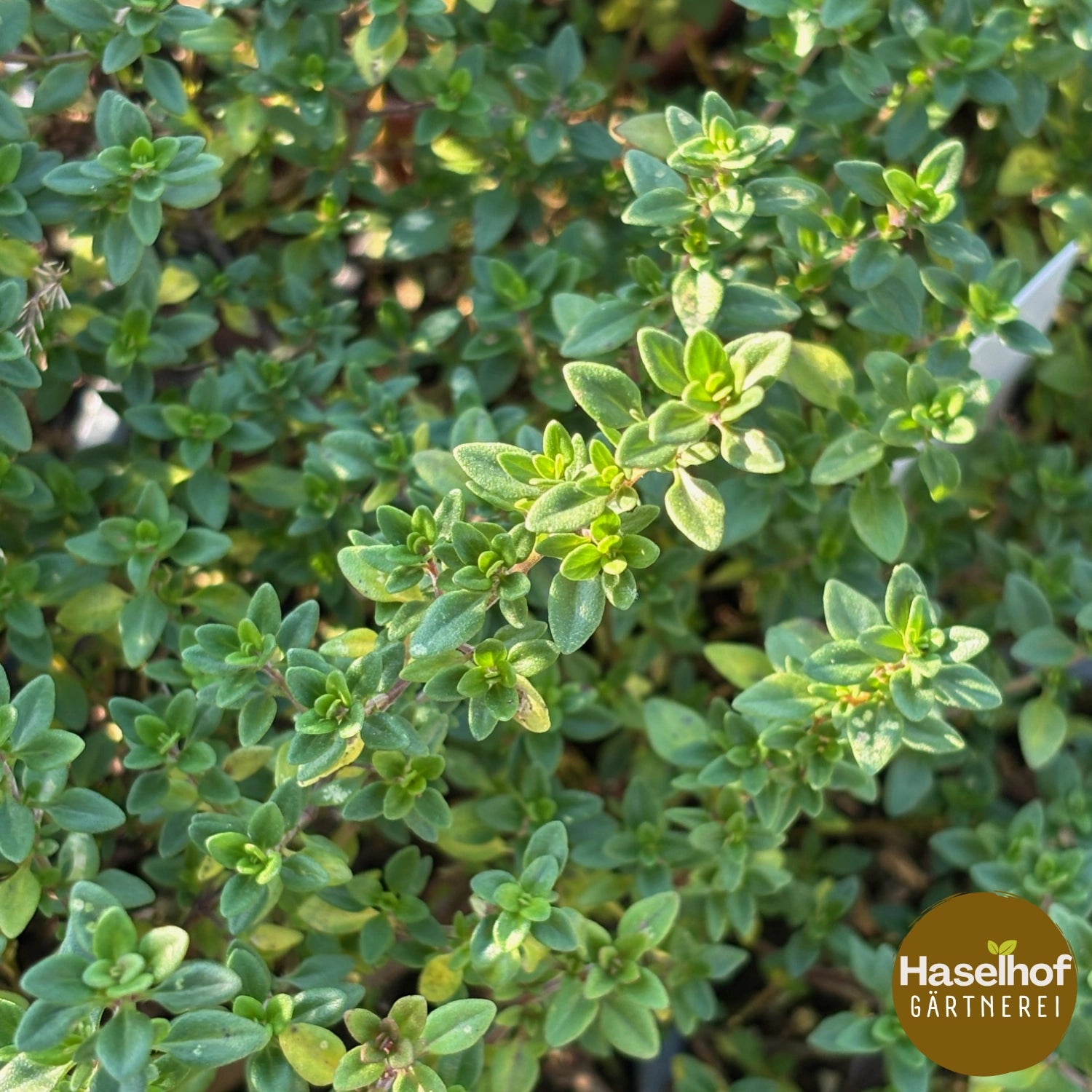 Thymus citriodorus