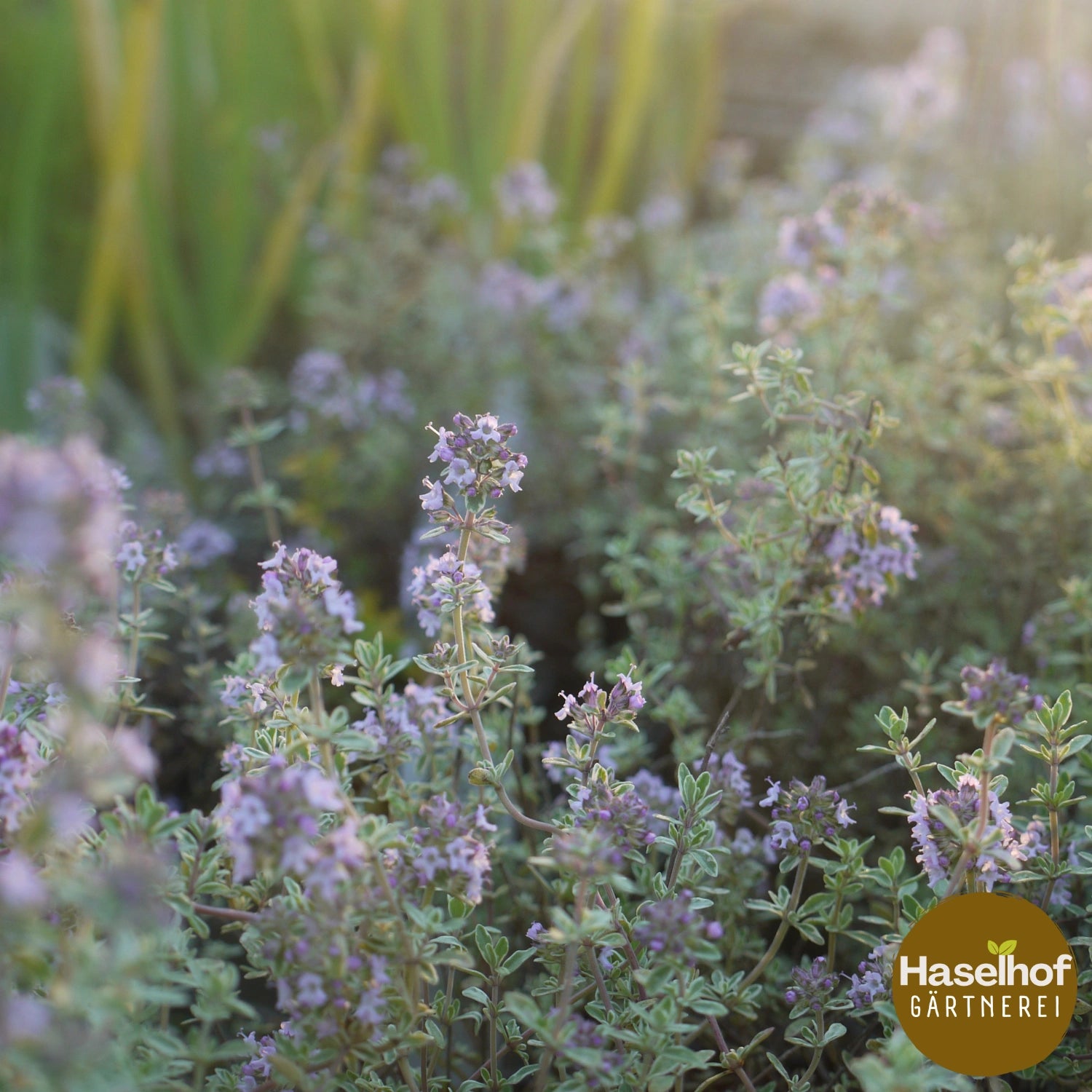 Thymus herba-barona