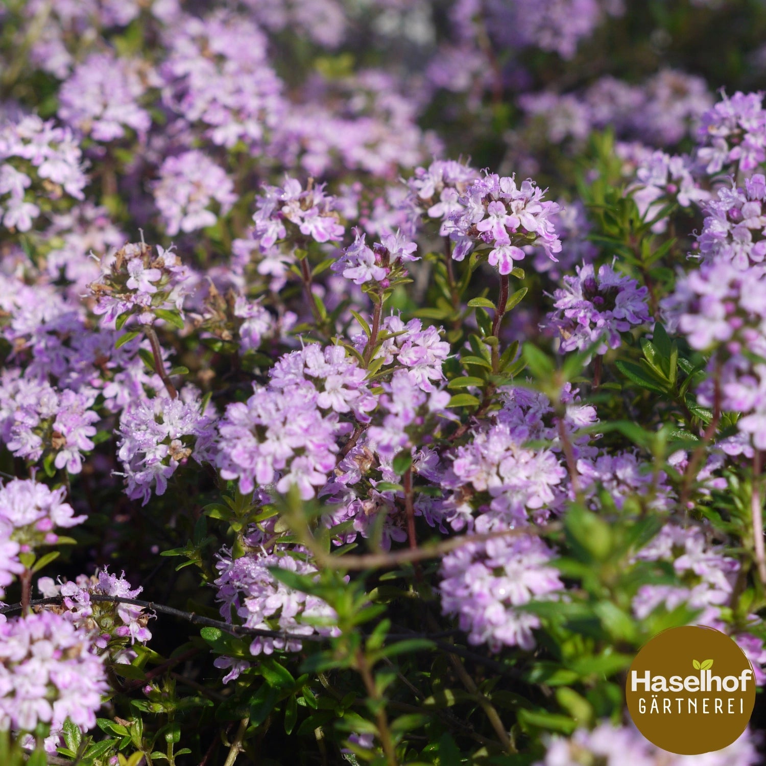 Thymus longicaulis