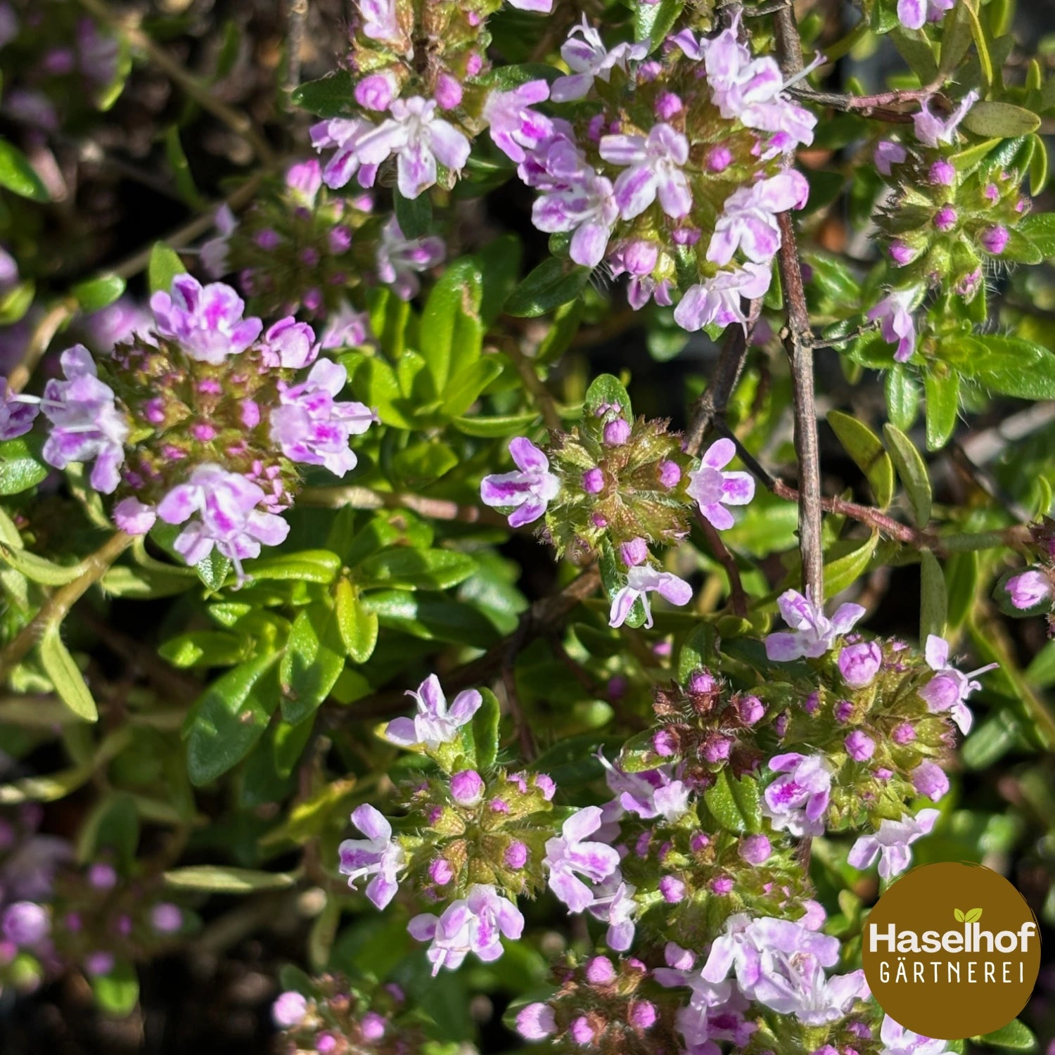 Thymus longicaulis