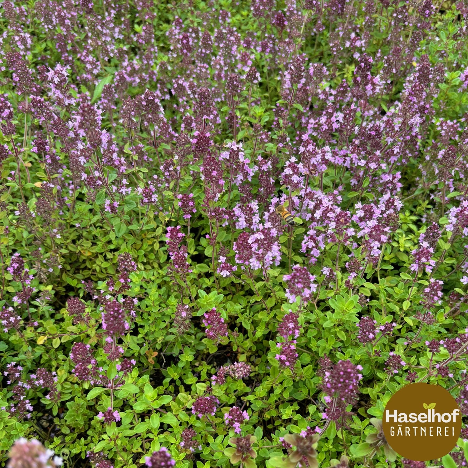 Thymus pulegioides