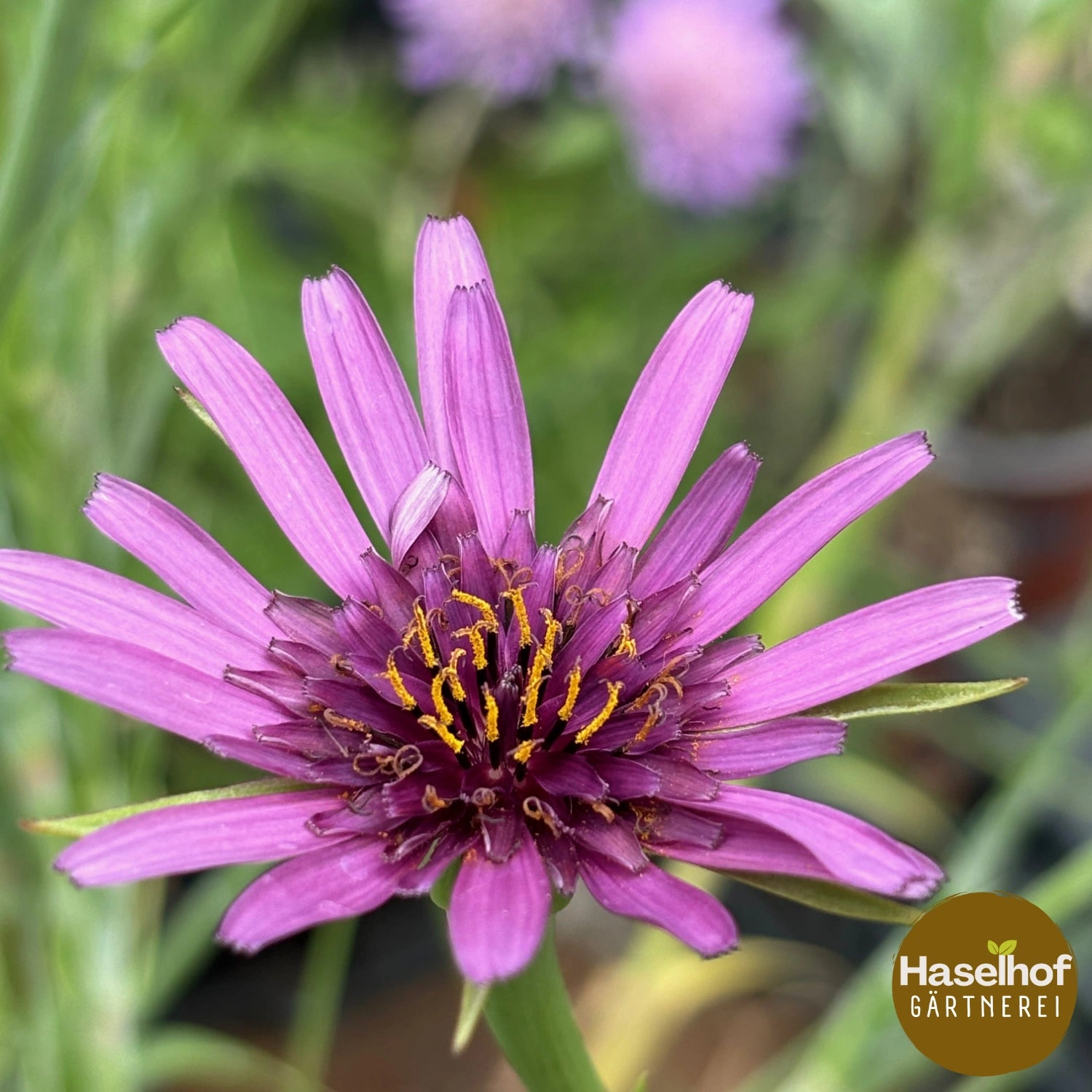 Tragopogon porrifolius (2jährig)