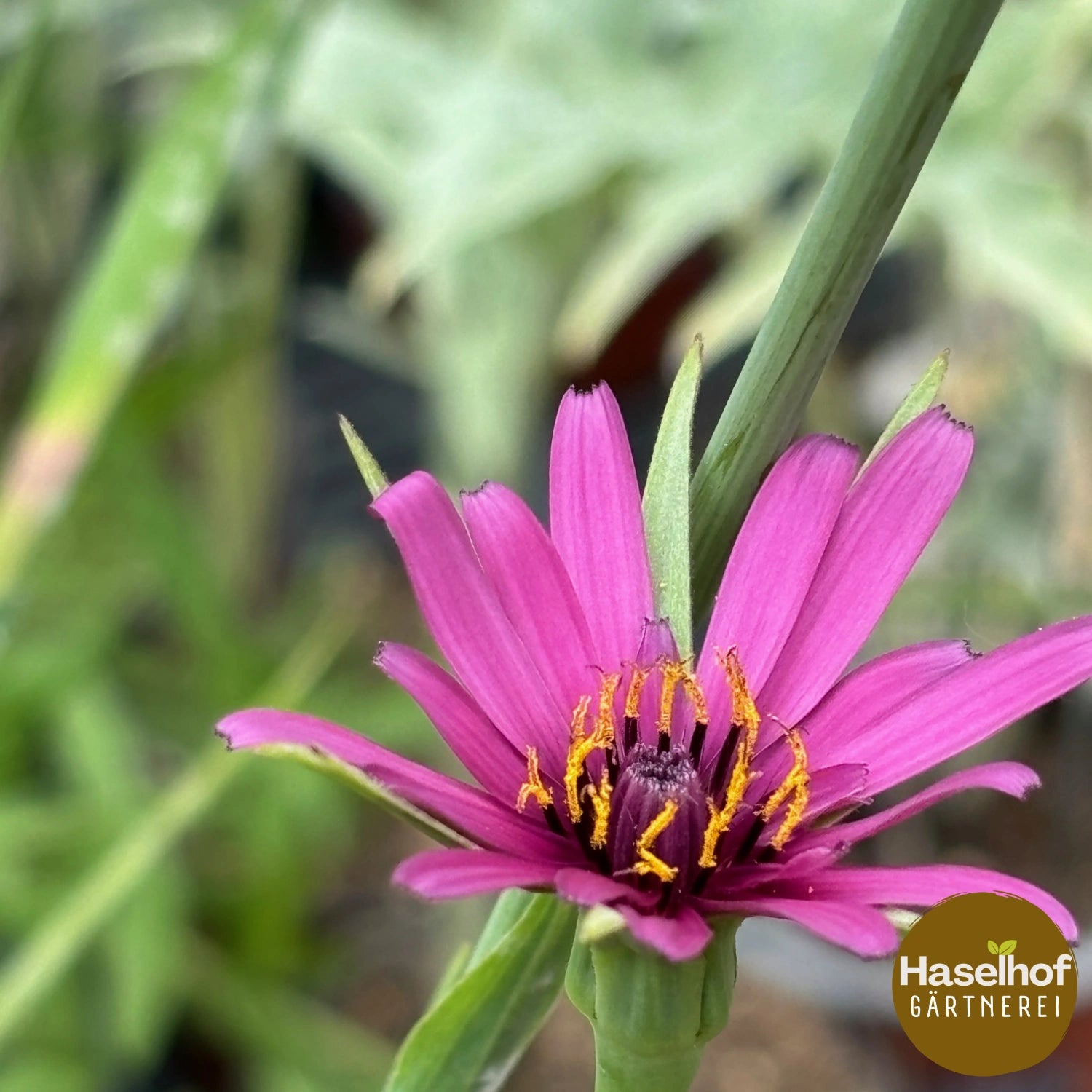 Tragopogon porrifolius (2jährig)