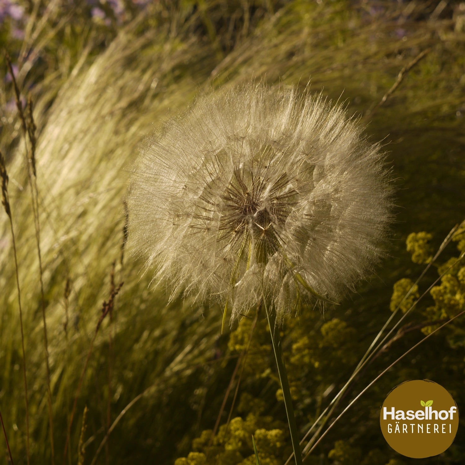 Tragopogon pratensis