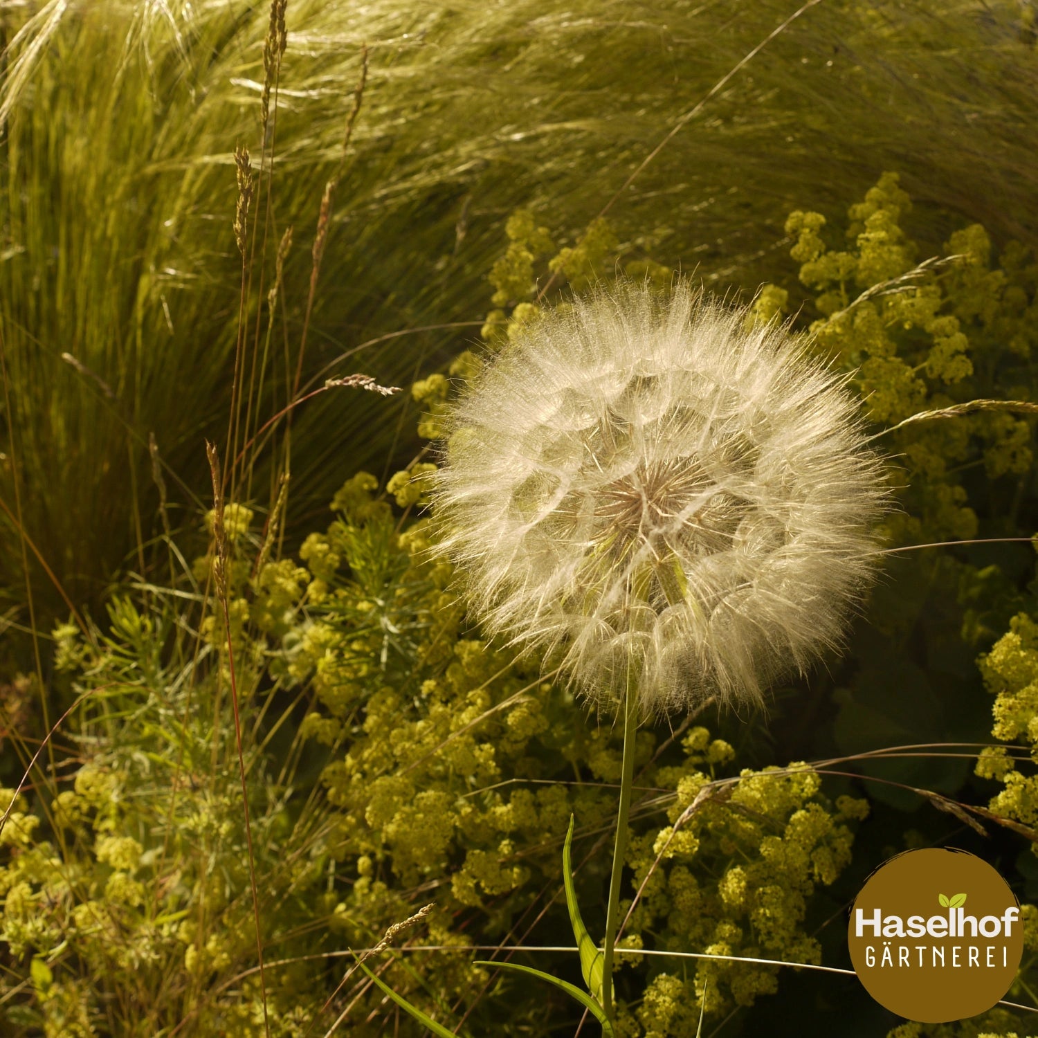 Tragopogon pratensis