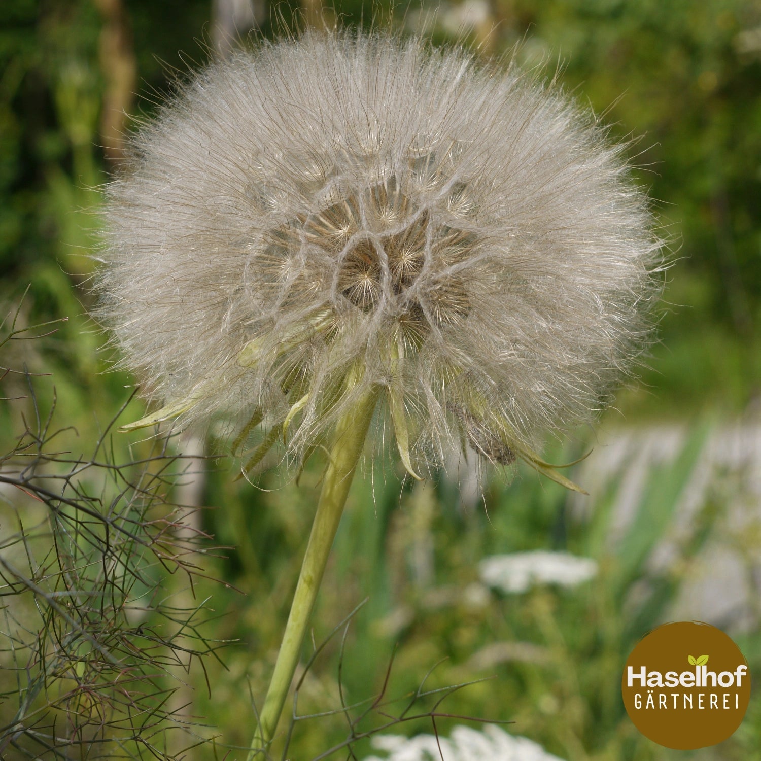 Tragopogon pratensis