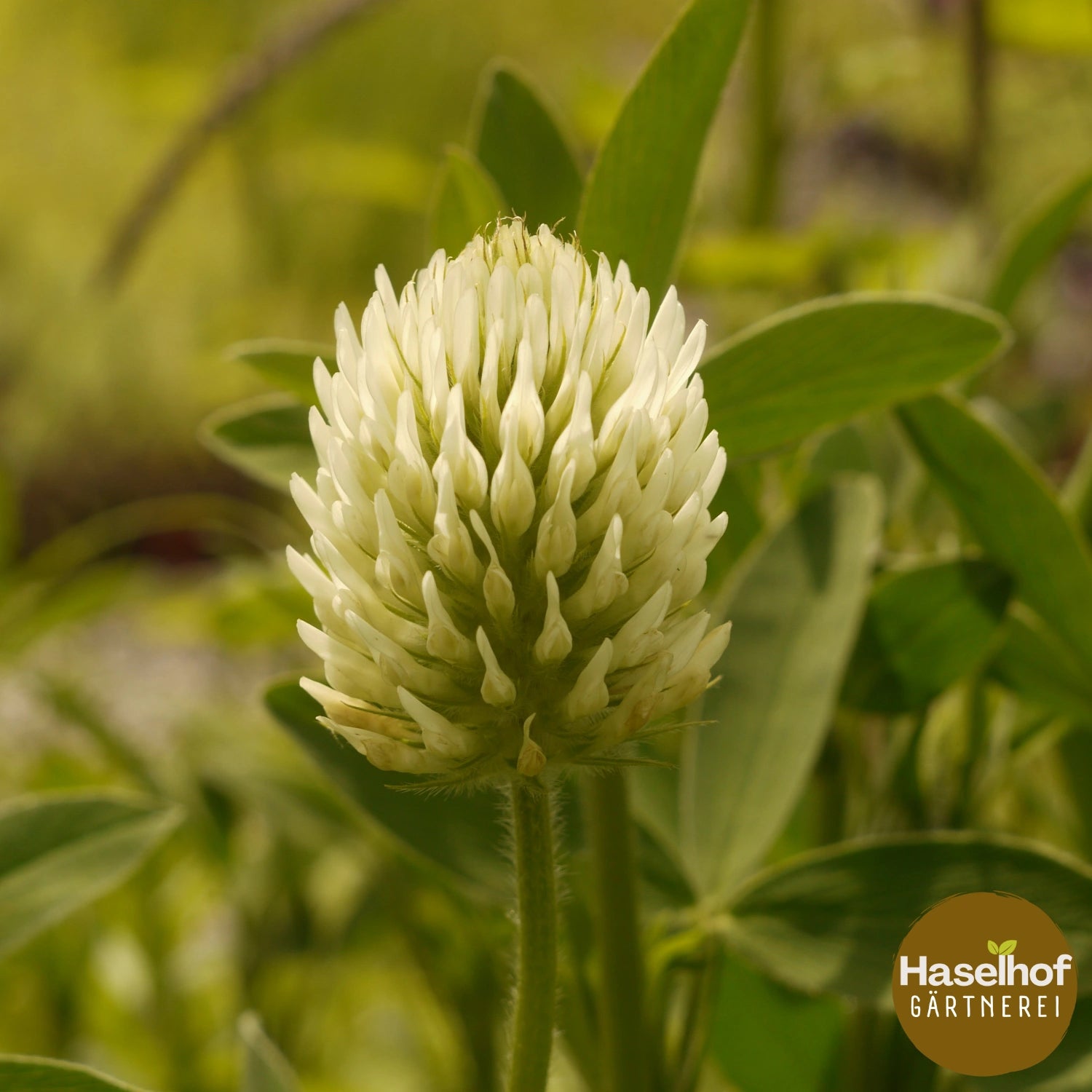 Trifolium ochroleucon