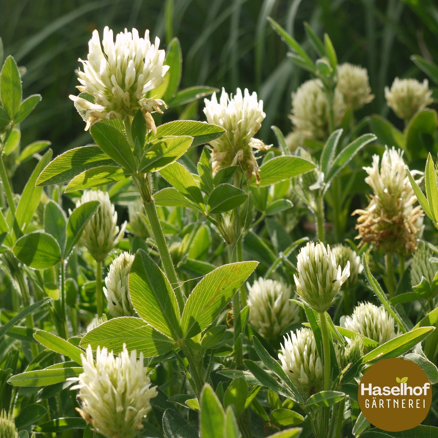 Trifolium ochroleucon