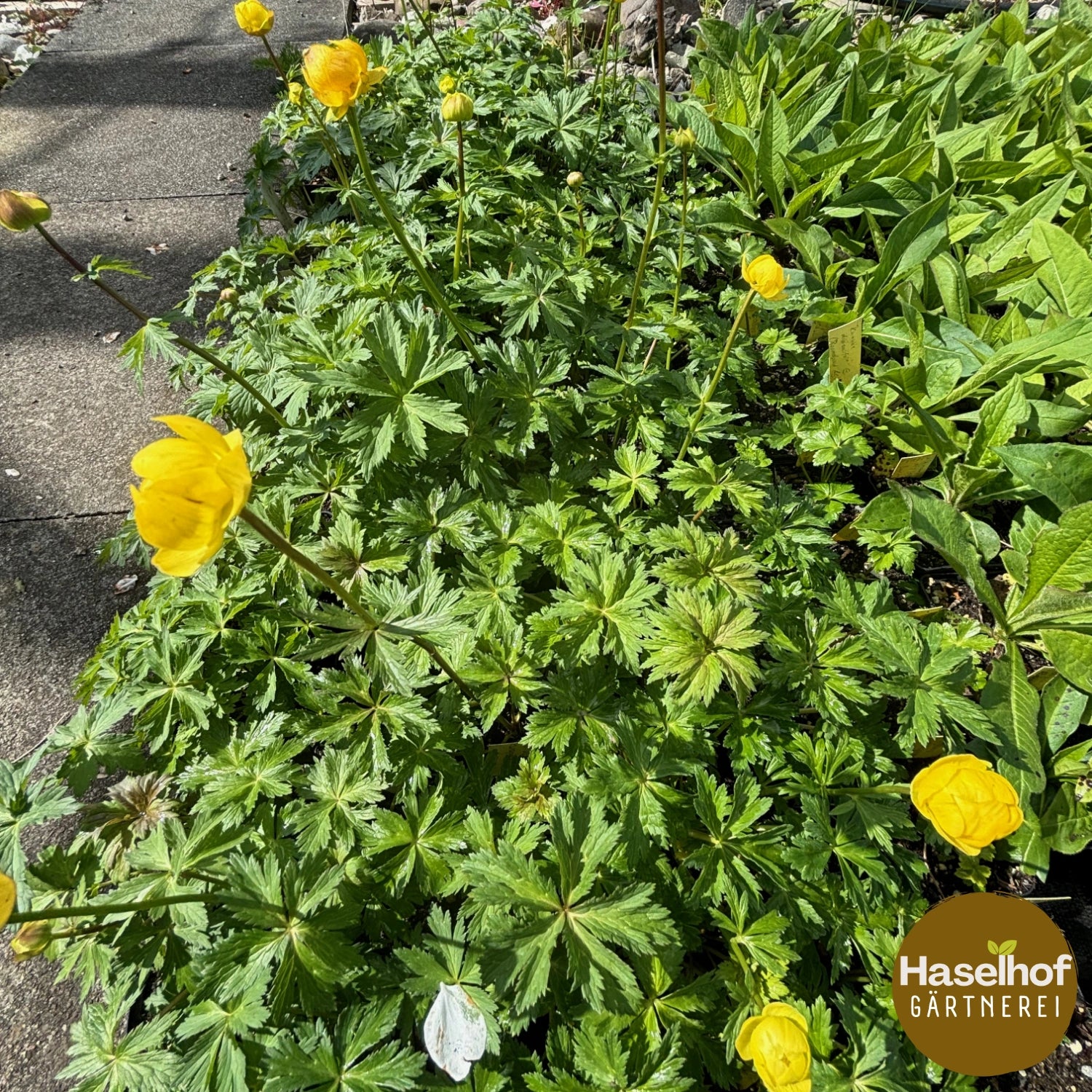 Trollius europaeus