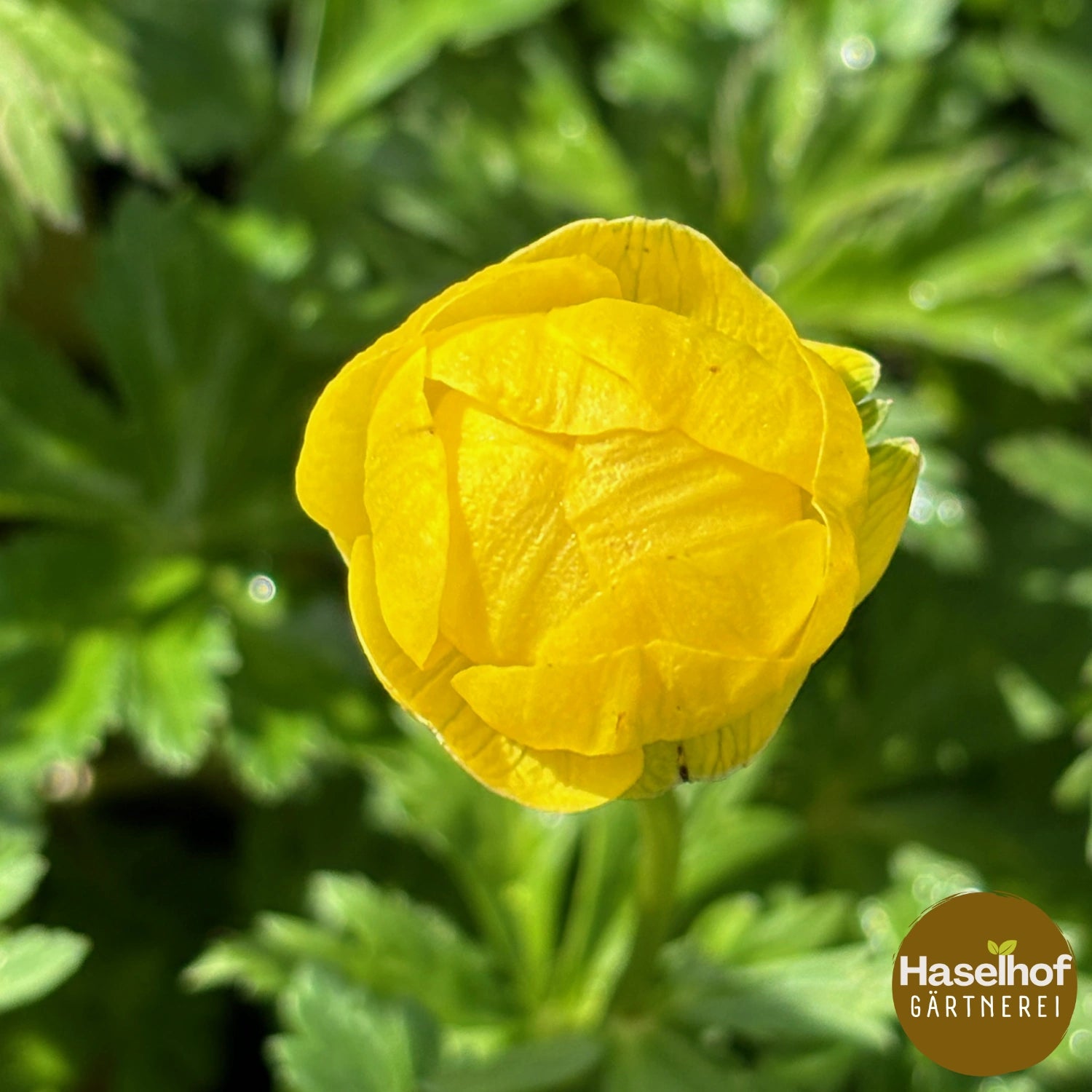 Trollius europaeus