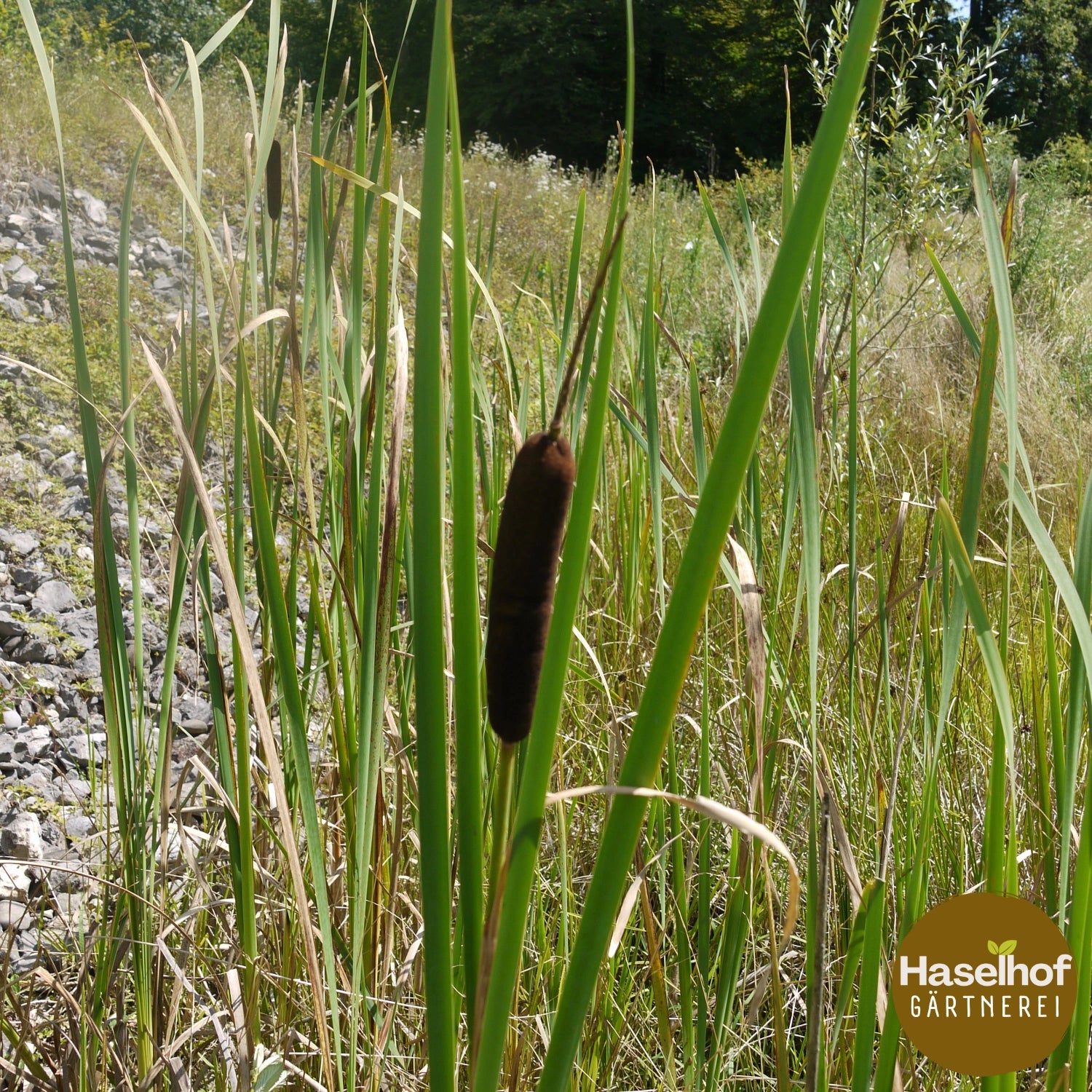 Typha angustifolia