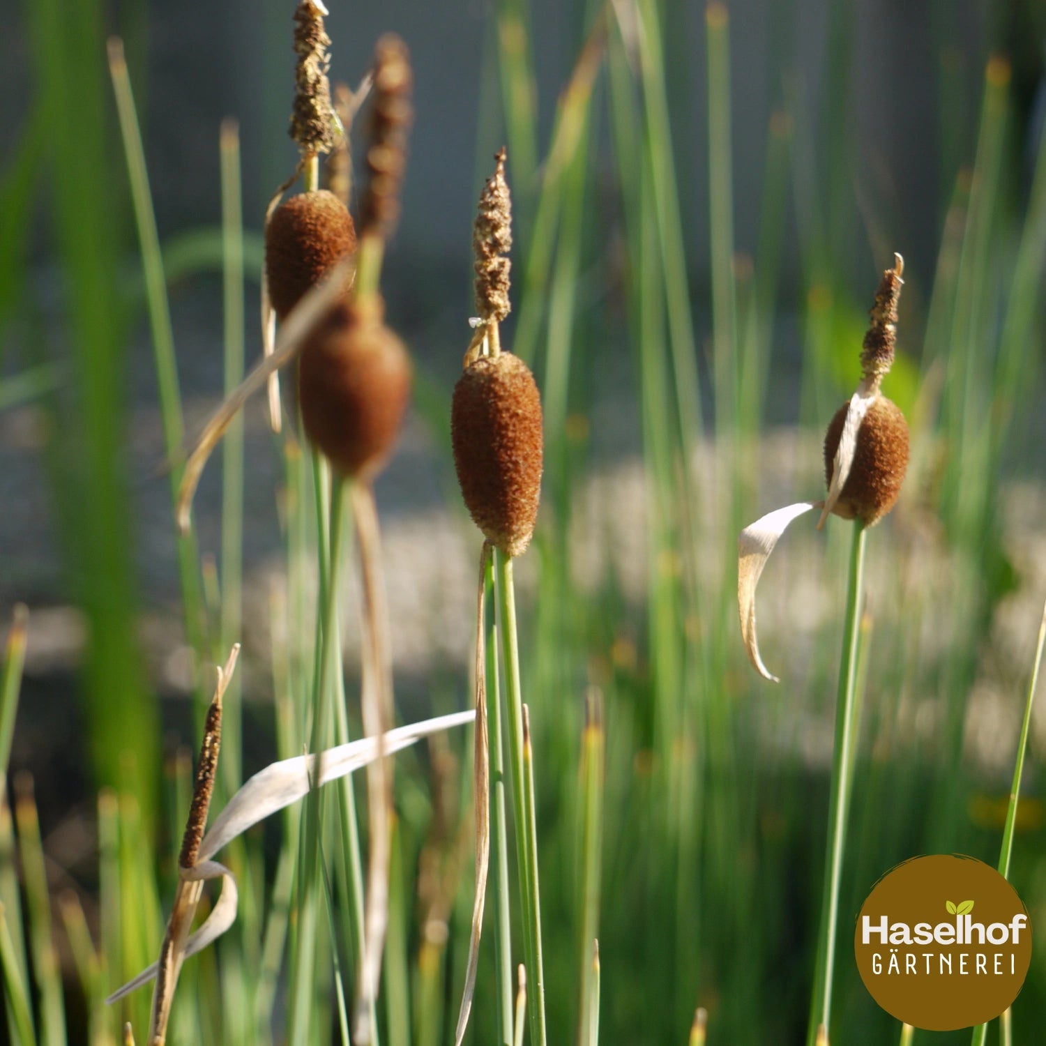Typha minima