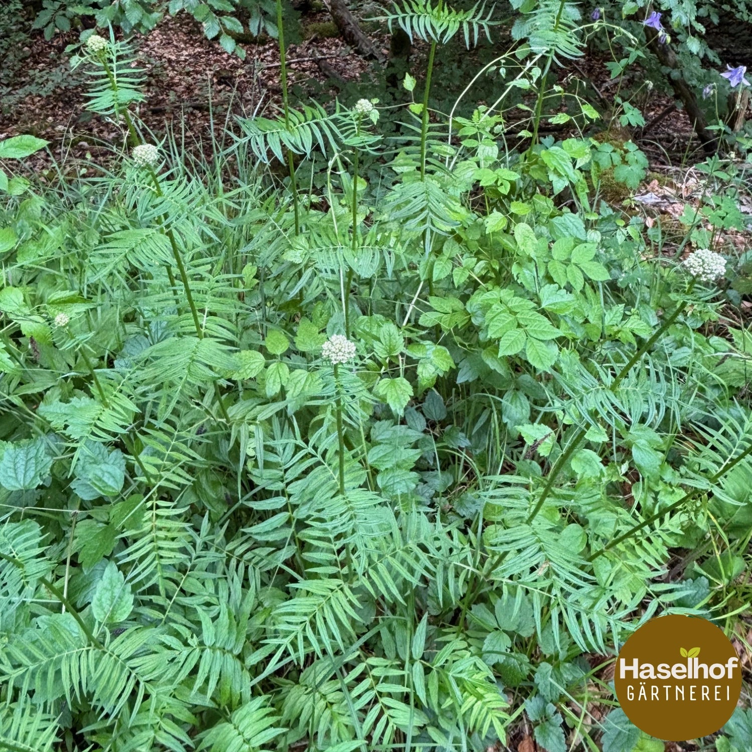 Valeriana officinalis