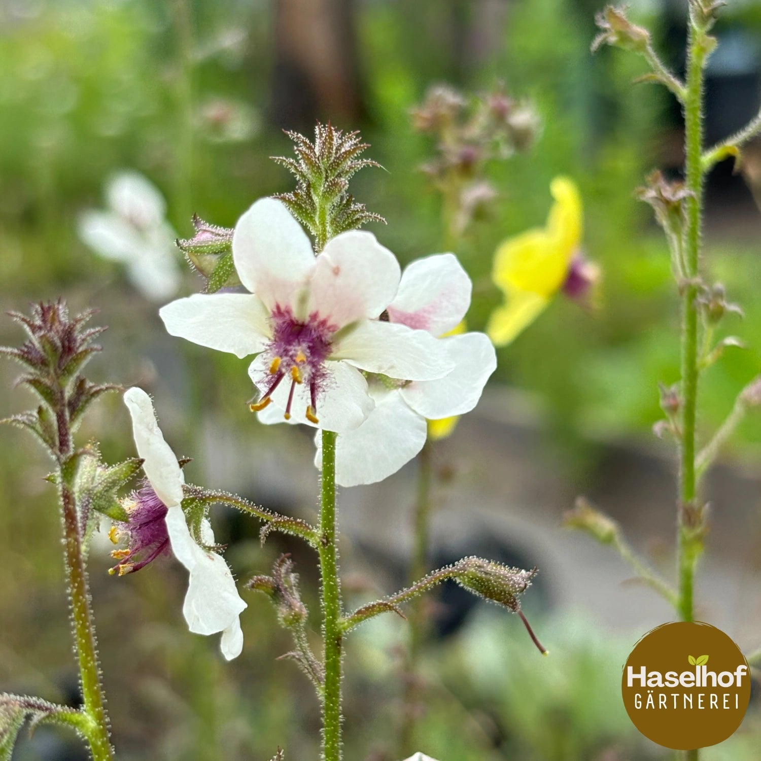 Verbascum blattaria