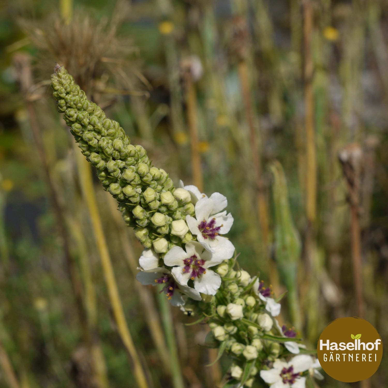 Verbascum chaixii var. album