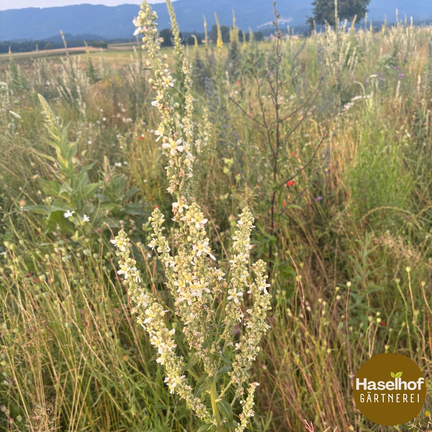Verbascum lychnitis