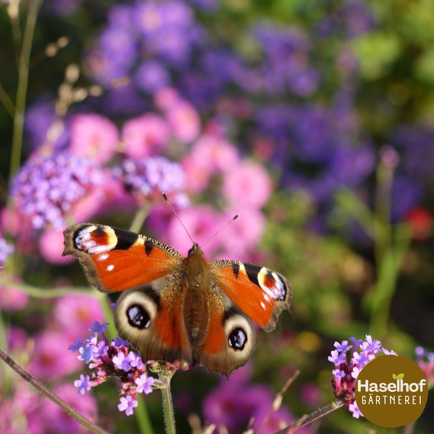 Verbena bonariensis