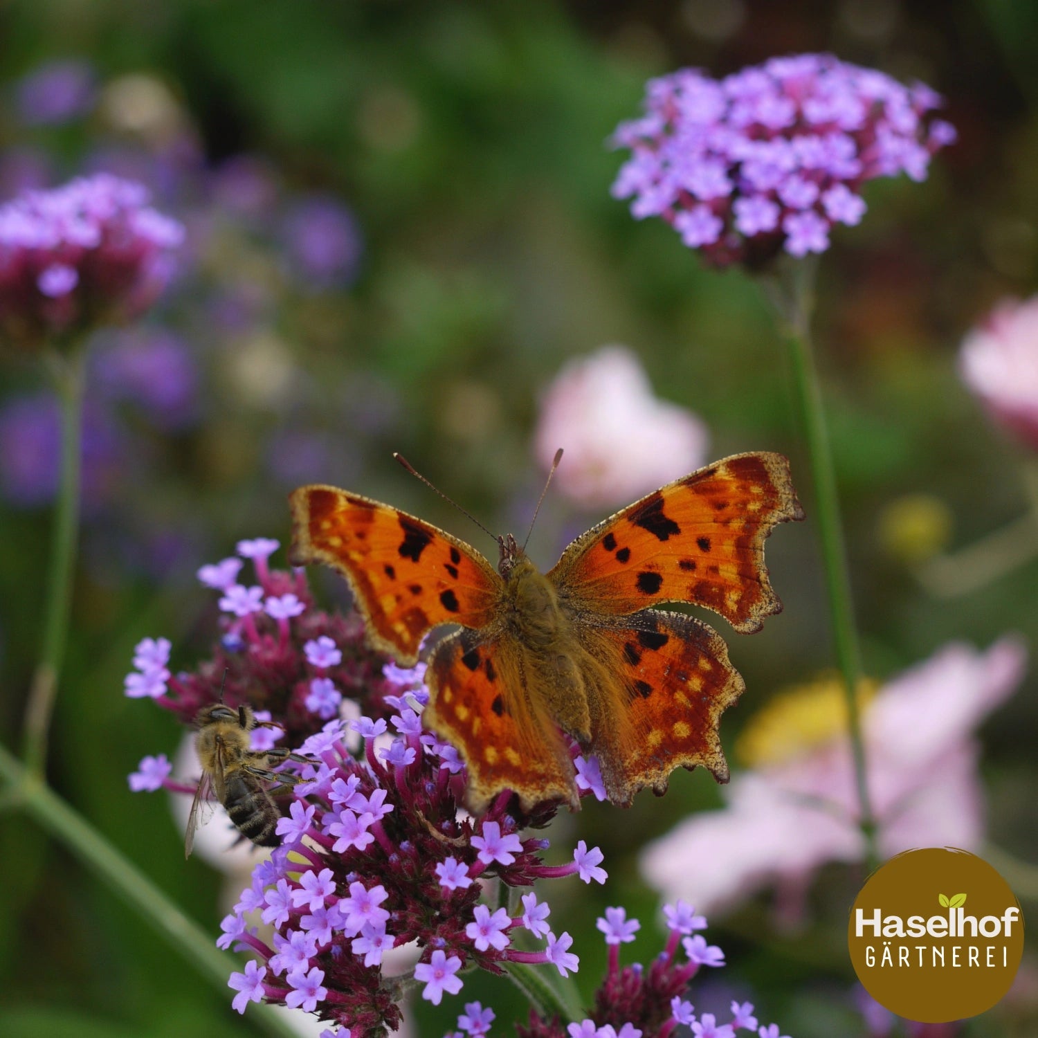 Verbena bonariensis