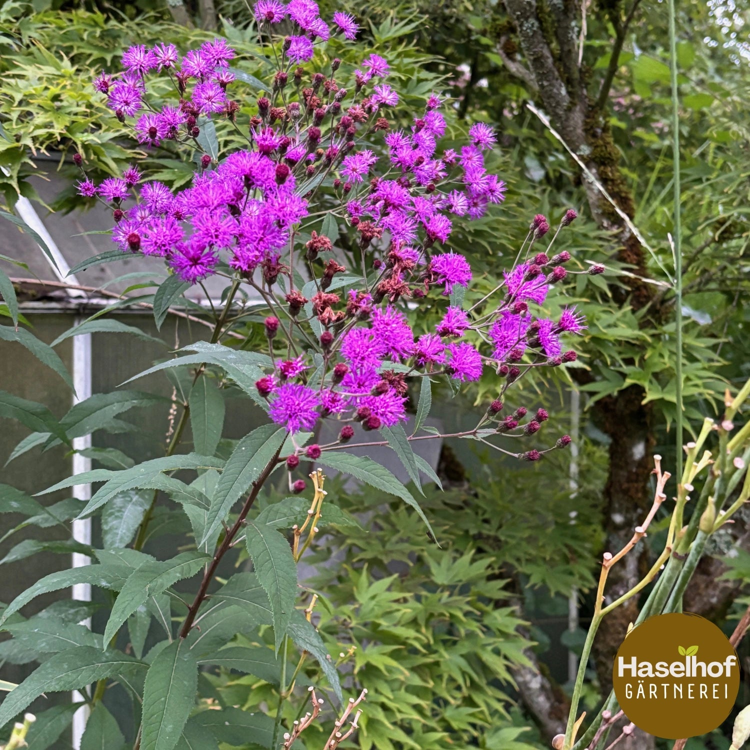 Vernonia noveboracensis