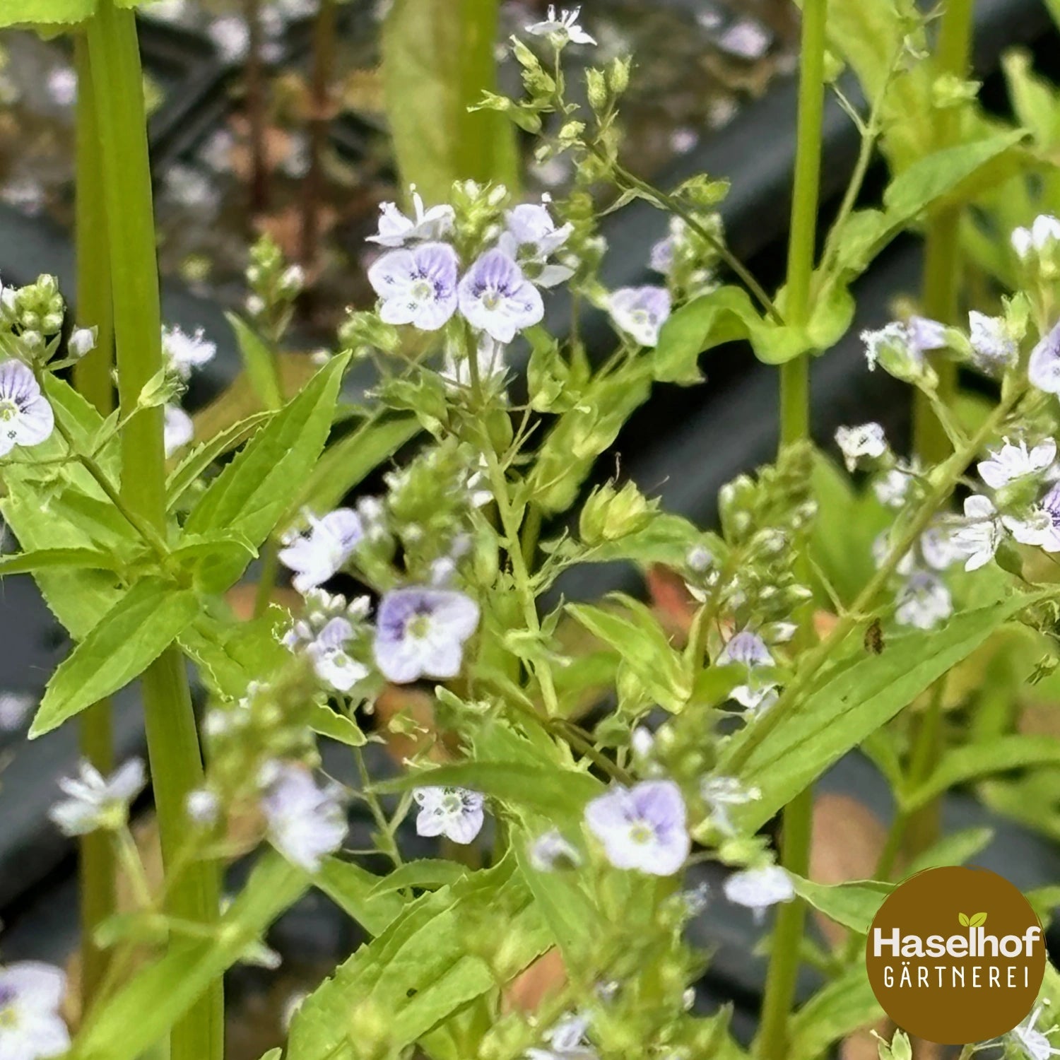 Veronica anagallis-aquatica
