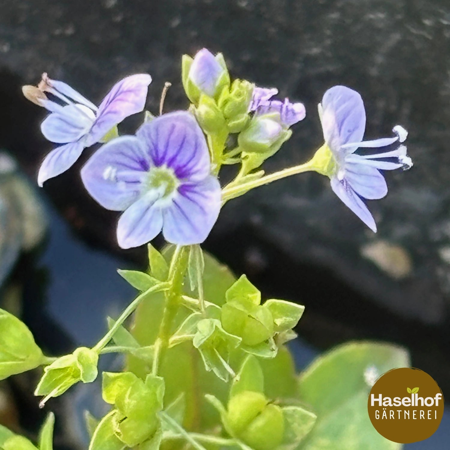 Veronica anagallis-aquatica