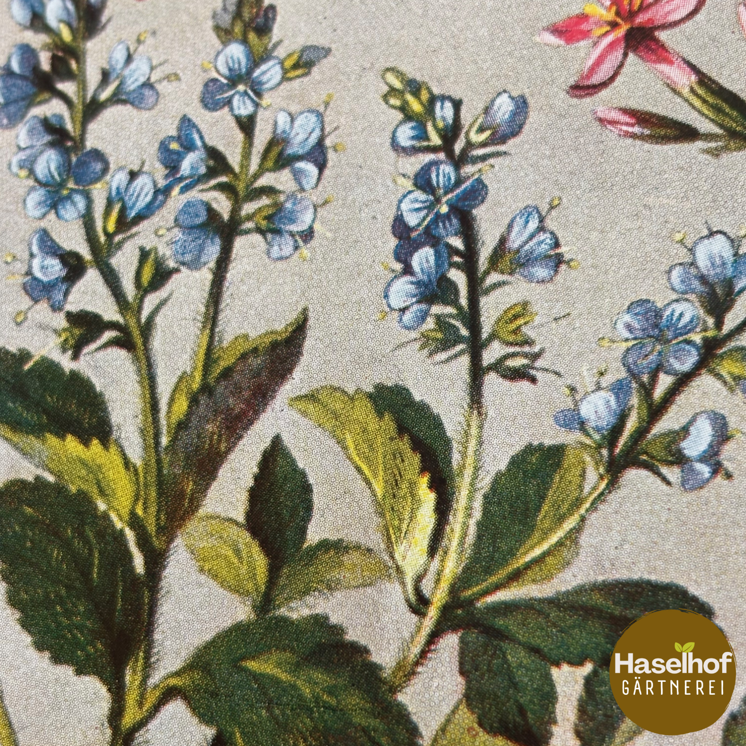 Véronique officinale