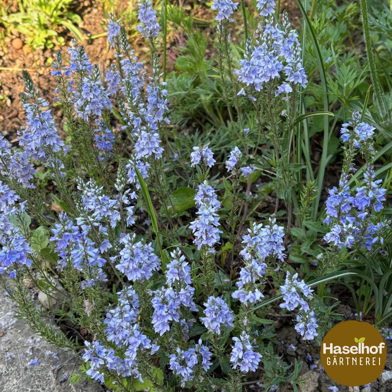 Veronica prostata