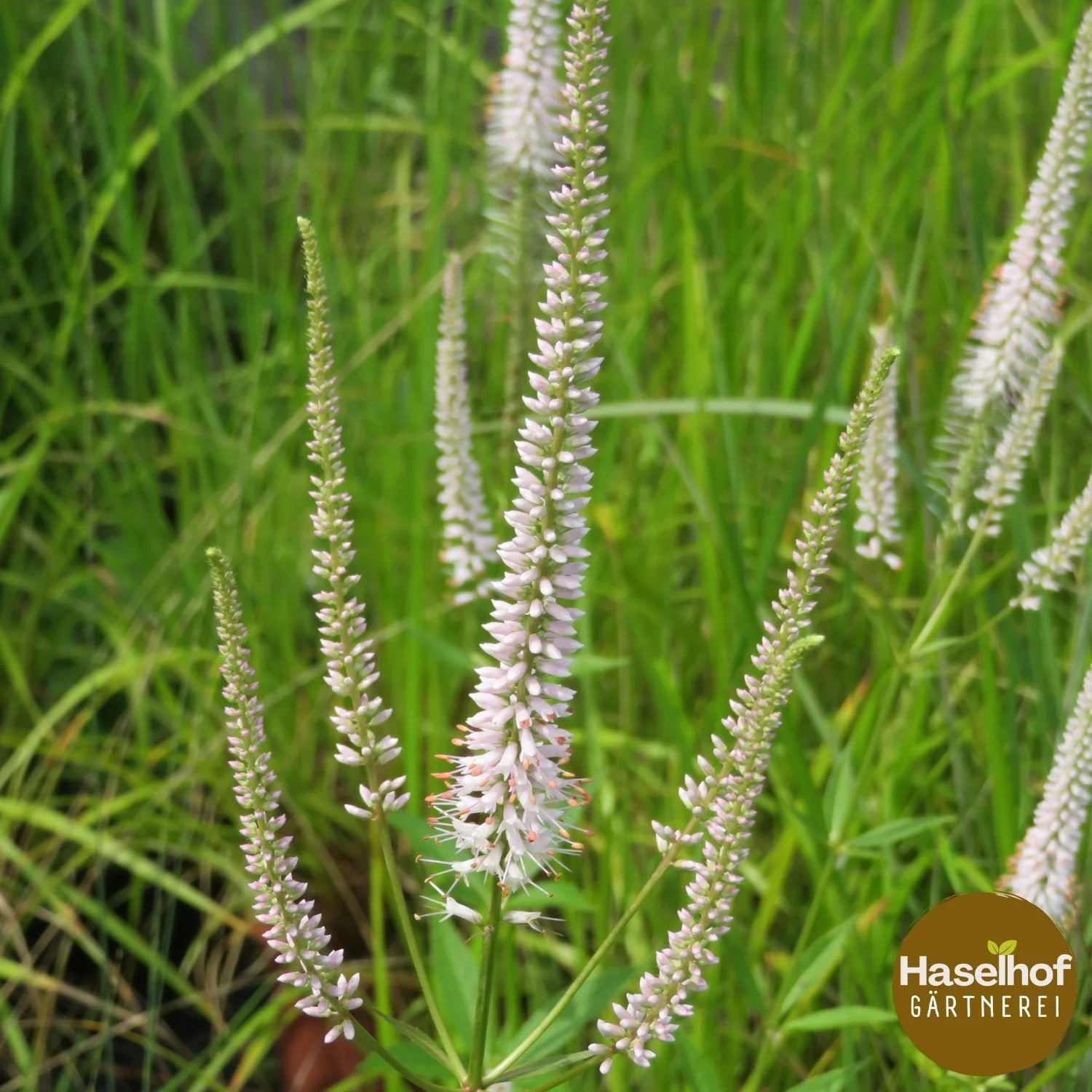 Veronicastrum virginianum Fascination
