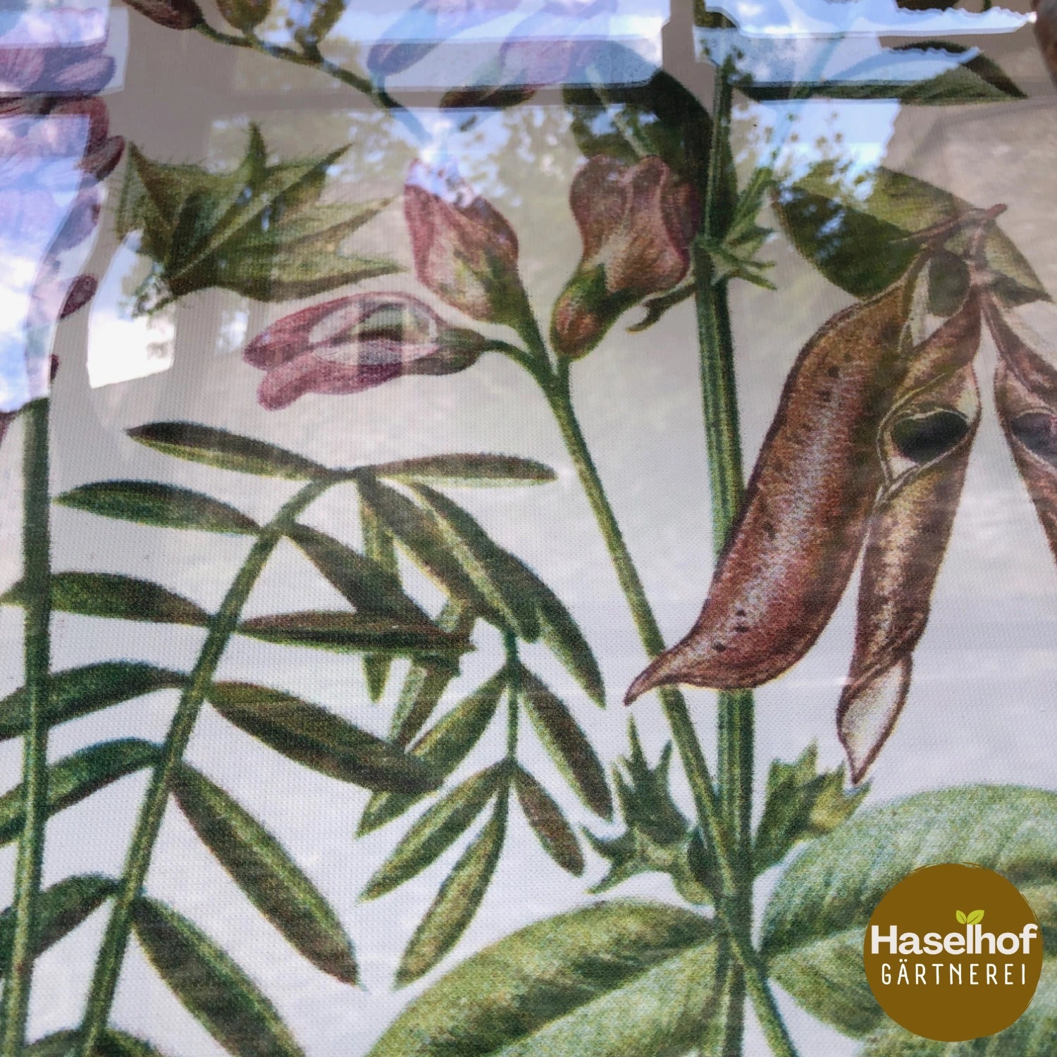 Vicia dumetorum