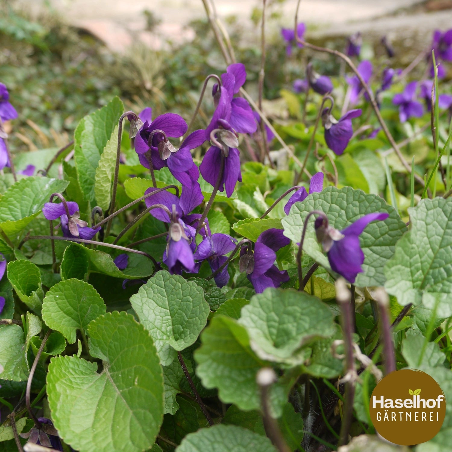 Violette odorante