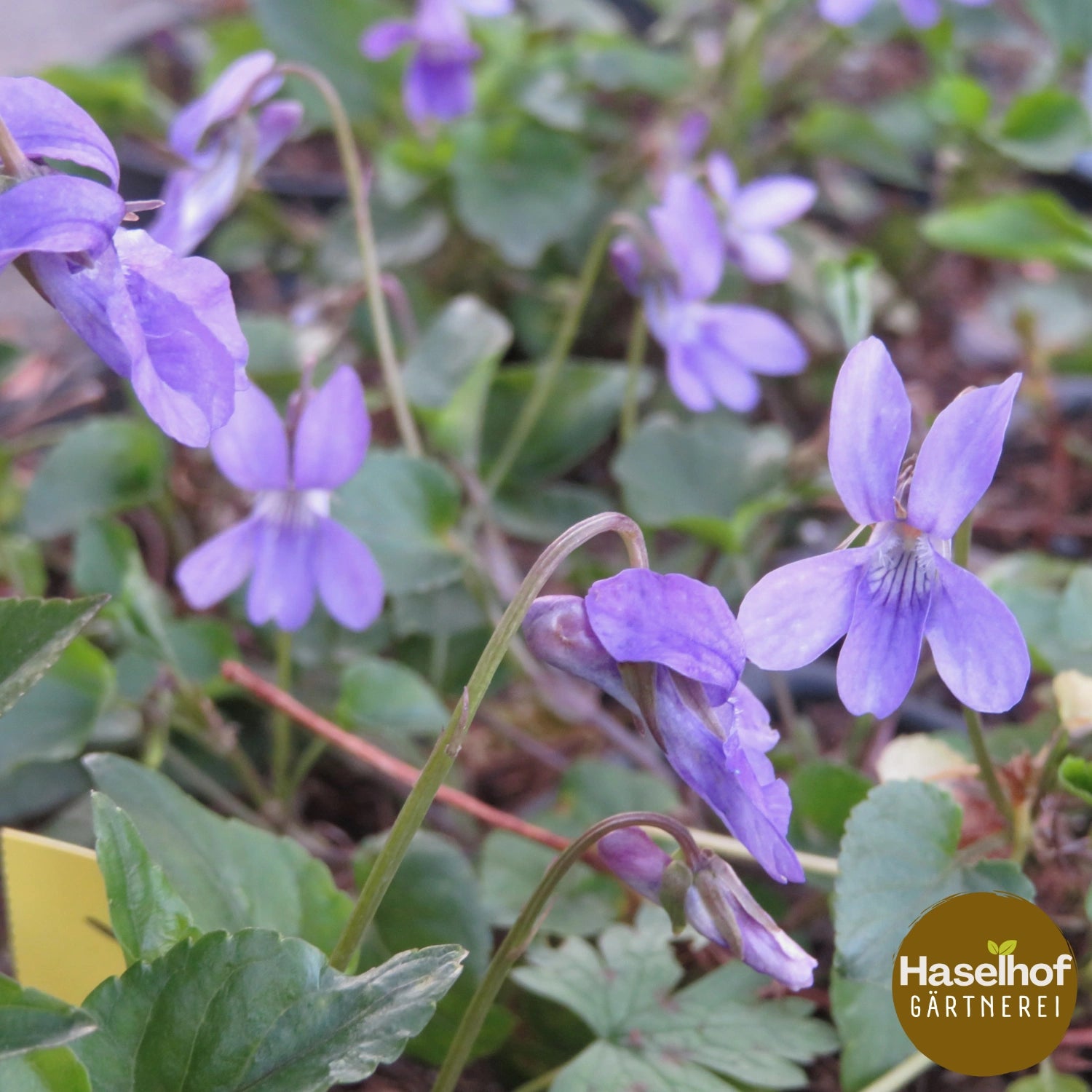 Violette de Reichenbach