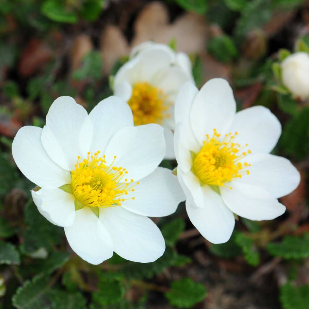 Dryas × suendermannii