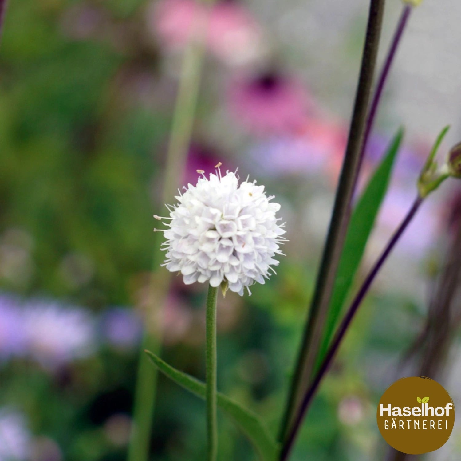 Sucisella inflexa 'Frosted Pearls'
