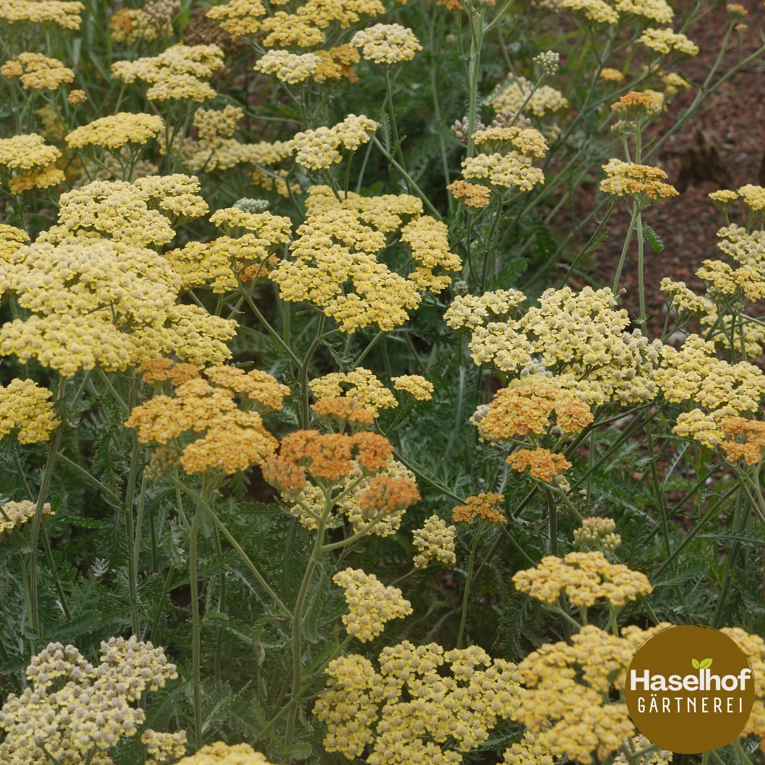 Achillea filipendulina 'Terracotta'