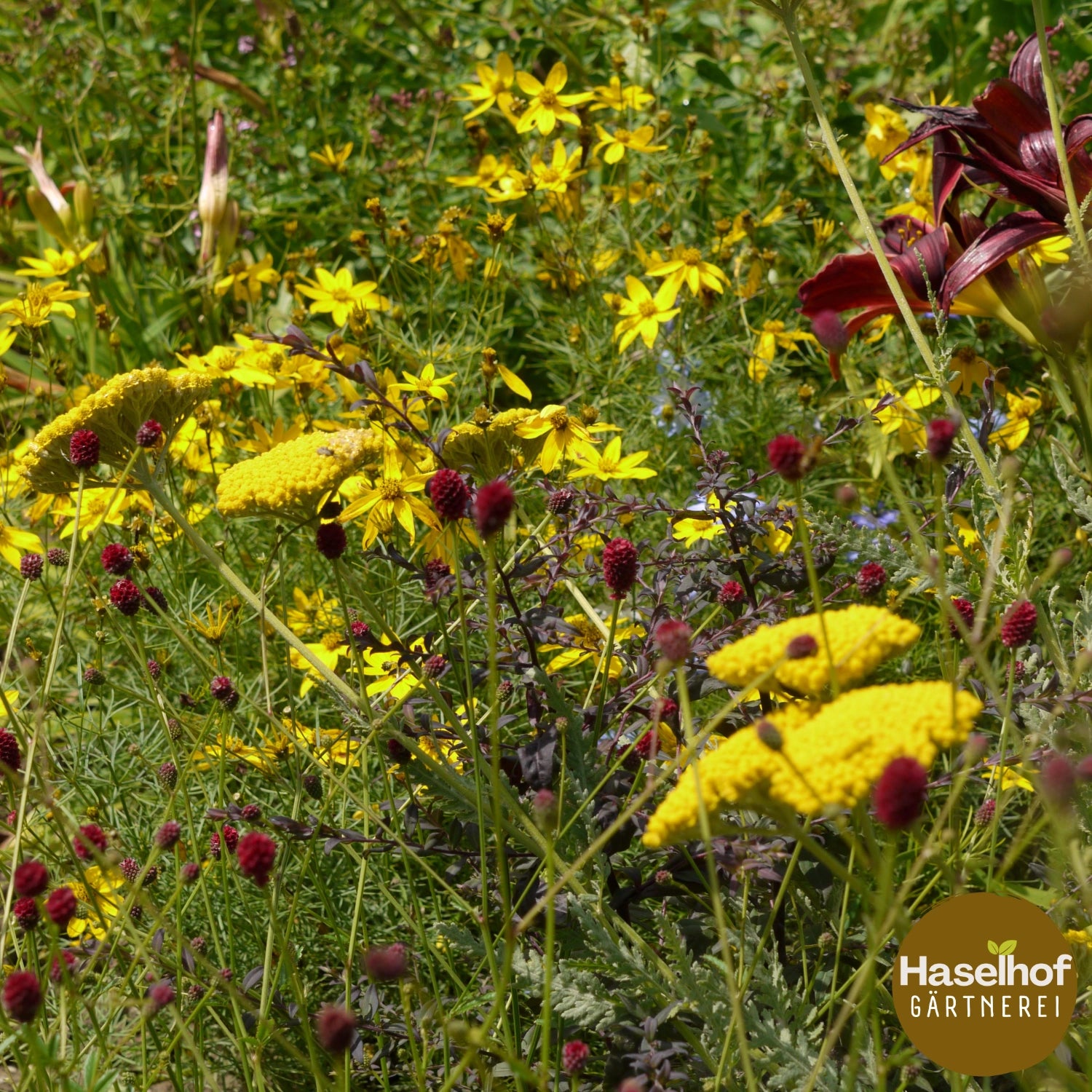 Achillea filipendulina 'Parker’s Variety'