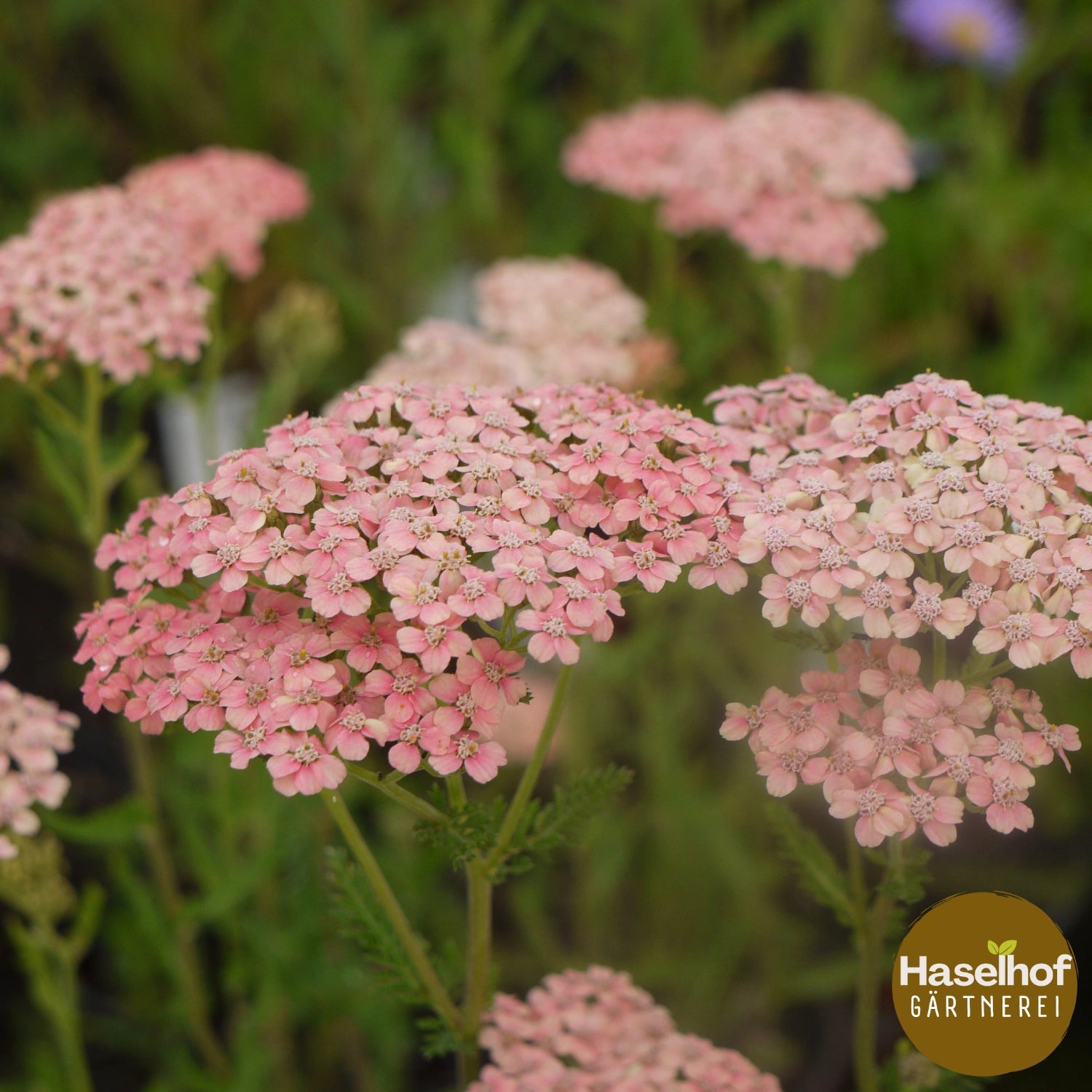Achillea millefolium `Melina`