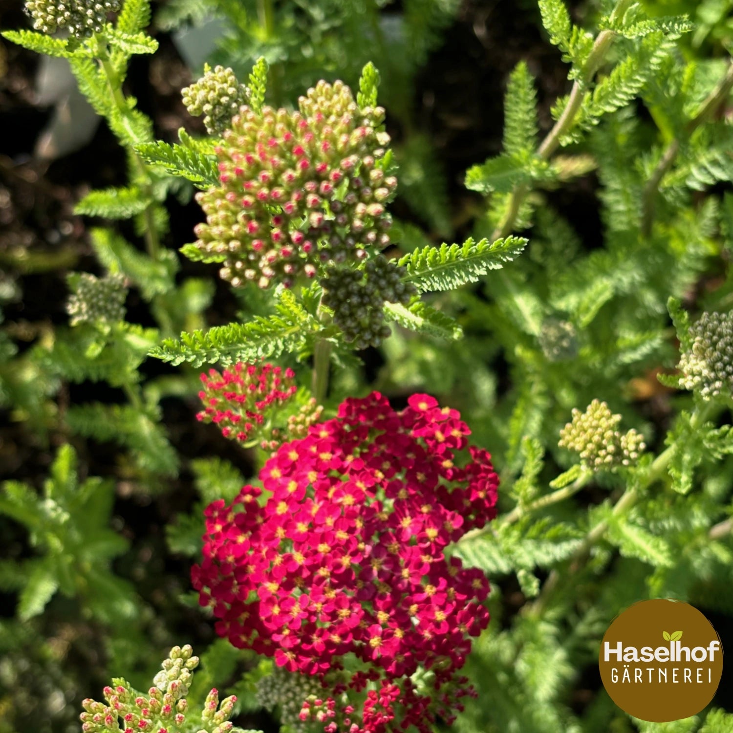 Achillea millefolium `Cerise Queen`